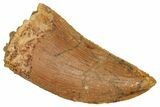 Serrated Raptor Tooth - Real Dinosaur Tooth #371481-1